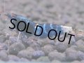 087　H【20期目突入記念！】コスパもある！！新種系色々MIXお宝発見50連発！！