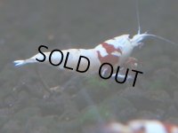 126　H【20期目突入記念！】ここから出るか！虎豹