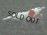 034　H【20期目突入記念！】ブランドレッドビー！パヨ