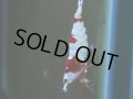 042　H【20期目突入記念！】ブランドレッドビー！三好池のトシ