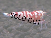 066　H【20期目突入記念！】コスパもある！！新種系色々MIXお宝発見50連発！！