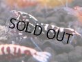 078　H【20期目突入記念！】コスパもある！！新種系色々MIXお宝発見50連発！！
