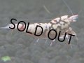 144　H【20期目突入記念！】Fan shrimp ド派手系！！レッドシュガー超特価！