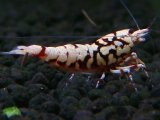 144　H【20期目突入記念！】Fan shrimp ド派手系！！レッドシュガー超特価！