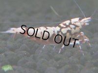 144　H【20期目突入記念！】Fan shrimp ド派手系！！レッドシュガー超特価！