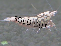 画像1: 144　H【20期目突入記念！】Fan shrimp ド派手系！！レッドシュガー超特価！