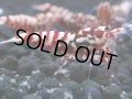 142　H【20期目突入記念！】Fan shrimp ド派手系！！レッドシュガー超特価！