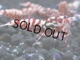 142　H【20期目突入記念！】Fan shrimp ド派手系！！レッドシュガー超特価！