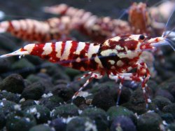 画像1: 142　H【20期目突入記念！】Fan shrimp ド派手系！！レッドシュガー超特価！
