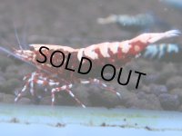 054　H【20期目突入記念！】コスパもある！！新種系色々MIXお宝発見50連発！！