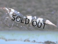 091　H【20期目突入記念！】コスパもある！！新種系色々MIXお宝発見50連発！！