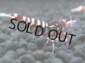 143　H【20期目突入記念！】Fan shrimp ド派手系！！レッドシュガー超特価！