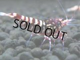 143　H【20期目突入記念！】Fan shrimp ド派手系！！レッドシュガー超特価！