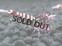 143　H【20期目突入記念！】Fan shrimp ド派手系！！レッドシュガー超特価！