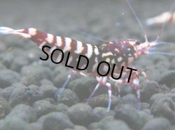 画像1: 143　H【20期目突入記念！】Fan shrimp ド派手系！！レッドシュガー超特価！