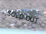 083　H【20期目突入記念！】コスパもある！！新種系色々MIXお宝発見50連発！！