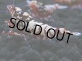 146　H【20期目突入記念！】Fan shrimp ド派手系！！レッドシュガー超特価！
