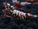146　H【20期目突入記念！】Fan shrimp ド派手系！！レッドシュガー超特価！