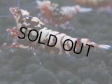146　H【20期目突入記念！】Fan shrimp ド派手系！！レッドシュガー超特価！