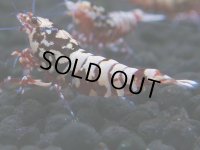 146　H【20期目突入記念！】Fan shrimp ド派手系！！レッドシュガー超特価！