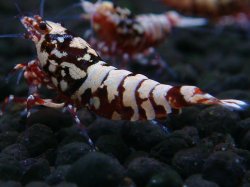 画像1: 146　H【20期目突入記念！】Fan shrimp ド派手系！！レッドシュガー超特価！