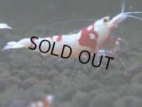 123　H【20期目突入記念！】ここから出るか！虎豹