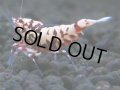 148　H【20期目突入記念！】Fan shrimp ド派手系！！レッドシュガー超特価！