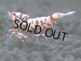 148　H【20期目突入記念！】Fan shrimp ド派手系！！レッドシュガー超特価！