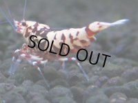 148　H【20期目突入記念！】Fan shrimp ド派手系！！レッドシュガー超特価！