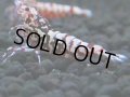150　H【20期目突入記念！】Fan shrimp ド派手系！！レッドシュガー超特価！