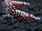 150　H【20期目突入記念！】Fan shrimp ド派手系！！レッドシュガー超特価！