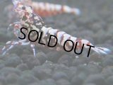 150　H【20期目突入記念！】Fan shrimp ド派手系！！レッドシュガー超特価！