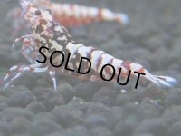150　H【20期目突入記念！】Fan shrimp ド派手系！！レッドシュガー超特価！