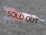 098　H【20期目突入記念！】コスパもある！！新種系色々MIXお宝発見50連発！！