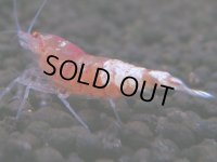098　H【20期目突入記念！】コスパもある！！新種系色々MIXお宝発見50連発！！