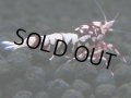 149　H【20期目突入記念！】Fan shrimp ド派手系！！レッドシュガー超特価！