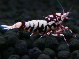 149　H【20期目突入記念！】Fan shrimp ド派手系！！レッドシュガー超特価！