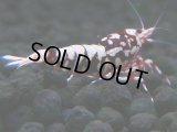 149　H【20期目突入記念！】Fan shrimp ド派手系！！レッドシュガー超特価！