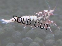 149　H【20期目突入記念！】Fan shrimp ド派手系！！レッドシュガー超特価！