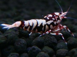 画像1: 149　H【20期目突入記念！】Fan shrimp ド派手系！！レッドシュガー超特価！