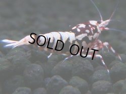 画像1: 149　H【20期目突入記念！】Fan shrimp ド派手系！！レッドシュガー超特価！