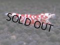070　H【20期目突入記念！】コスパもある！！新種系色々MIXお宝発見50連発！！