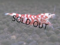 070　H【20期目突入記念！】コスパもある！！新種系色々MIXお宝発見50連発！！