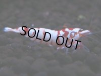 097　H【20期目突入記念！】コスパもある！！新種系色々MIXお宝発見50連発！！