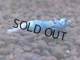 065　H【20期目突入記念！】コスパもある！！新種系色々MIXお宝発見50連発！！