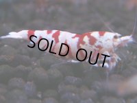 075　H【20期目突入記念！】コスパもある！！新種系色々MIXお宝発見50連発！！