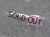 063　H【20期目突入記念！】コスパもある！！新種系色々MIXお宝発見50連発！！