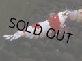 016　H【20期目突入記念！】ブランドレッドビー！ebisquid