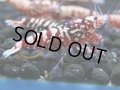 141　H【20期目突入記念！】Fan shrimp ド派手系！！レッドシュガー超特価！