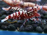 141　H【20期目突入記念！】Fan shrimp ド派手系！！レッドシュガー超特価！